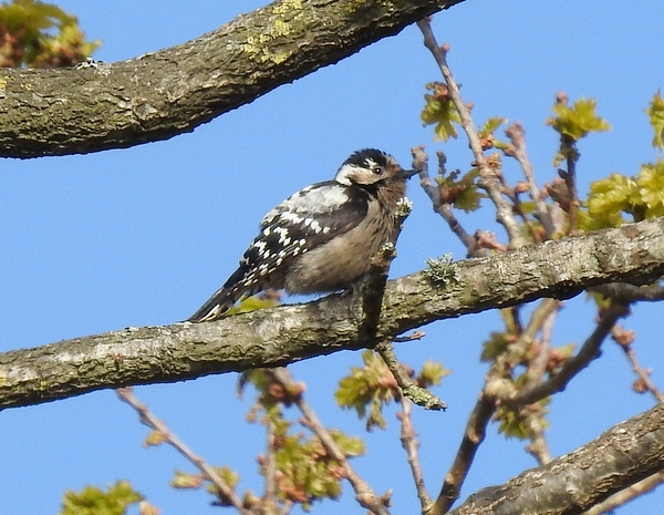 Lesser Spotted Woodpecker