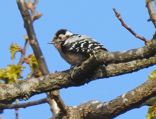 Lesser Spotted Woodpecker