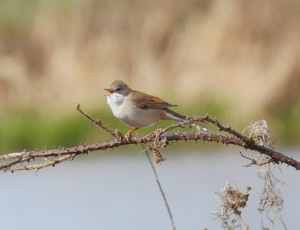 Whitethroat