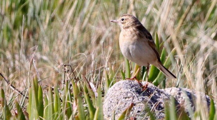 Richard's Pipit