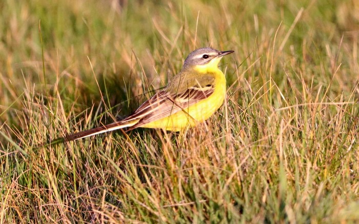 Blue-headed Wagtail