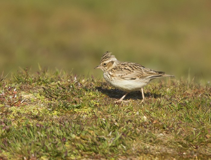 Woodlark