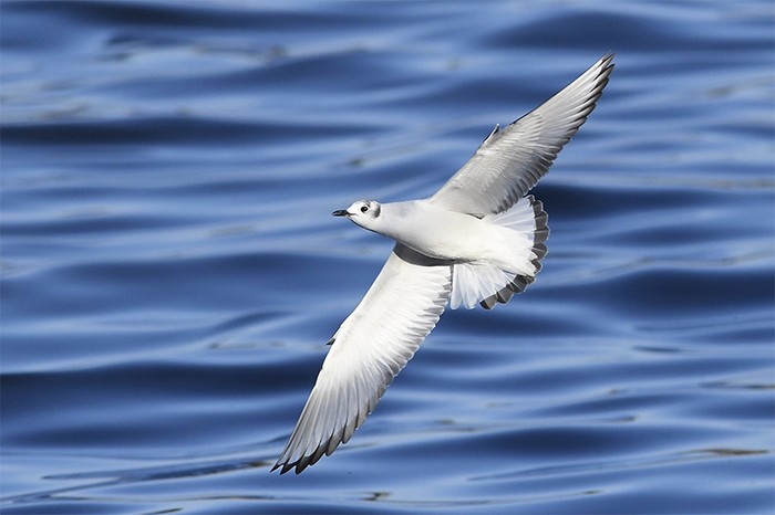 Bonaparte's Gull