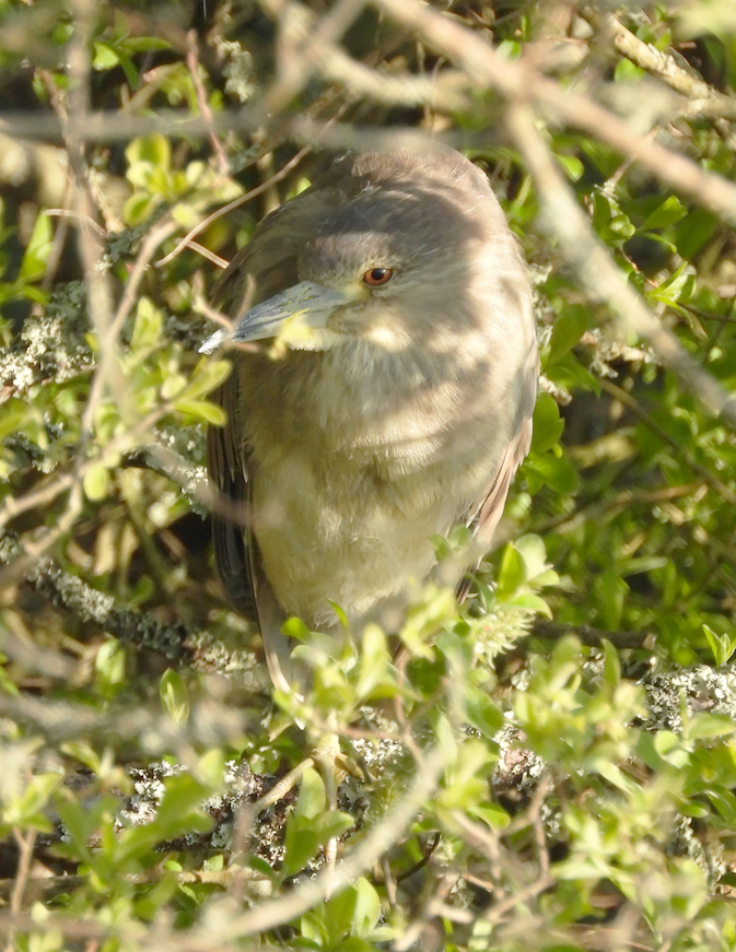 Night Heron 