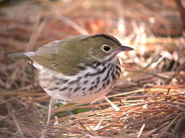 Ovenbird
