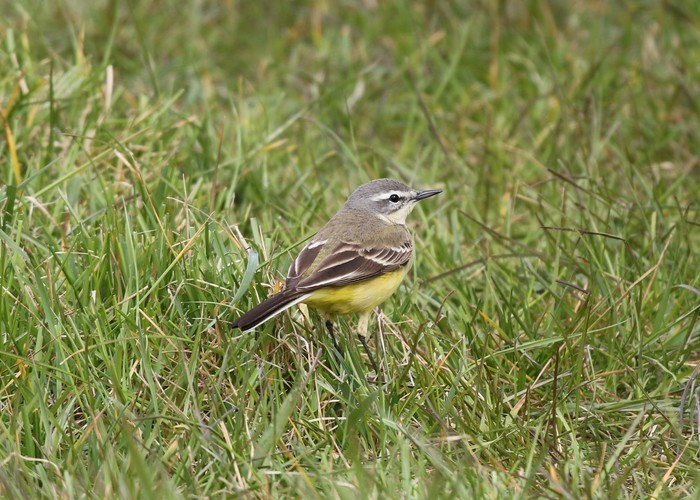 Blue-headed Wagtail