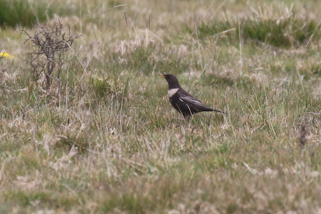 Ring Ouzel