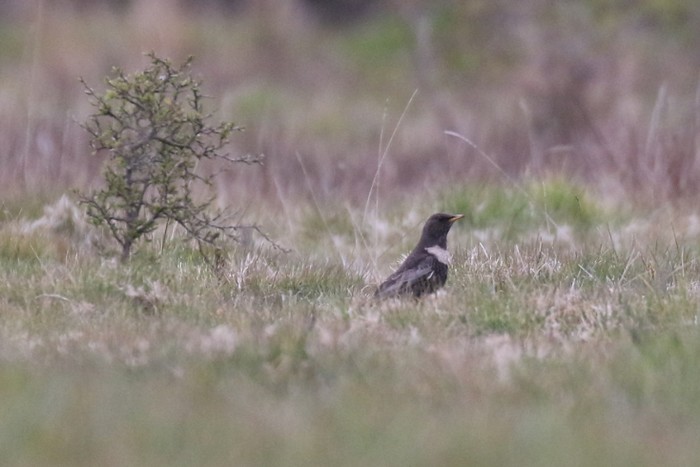 Ring Ouzel