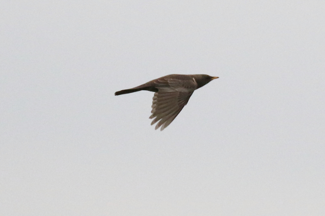 Ring Ouzel