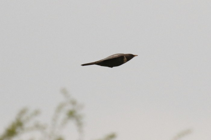 Ring Ouzel