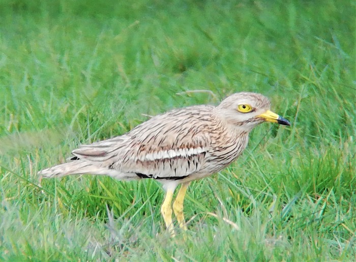 Stone Curlew