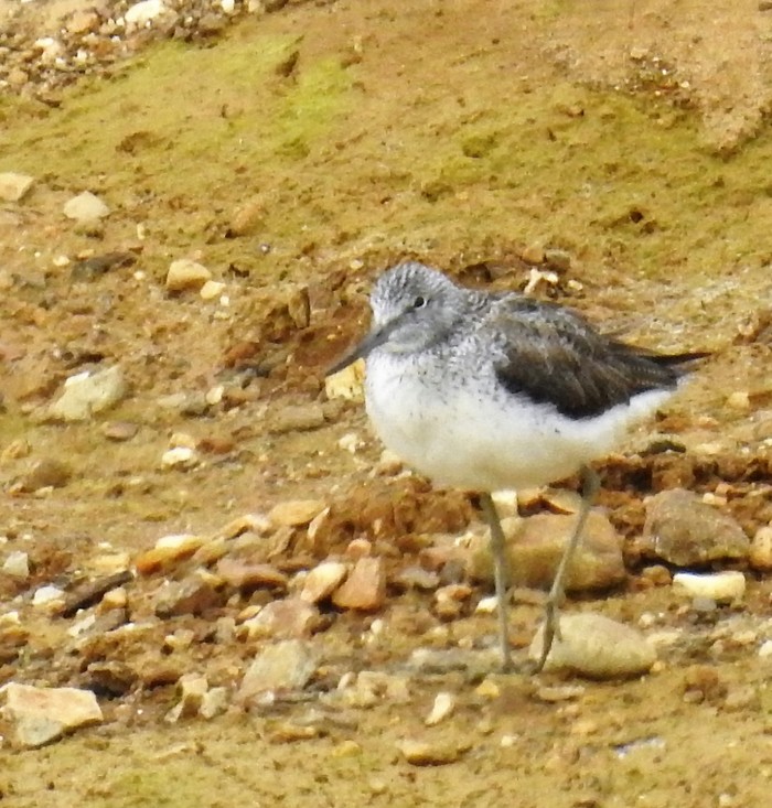 Greenshank