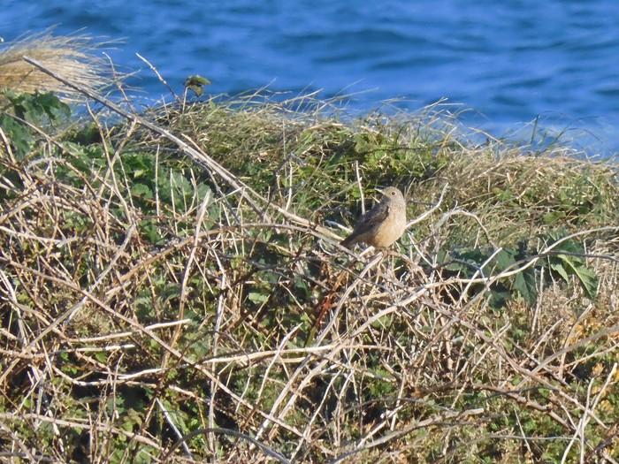 Rock Thrush
