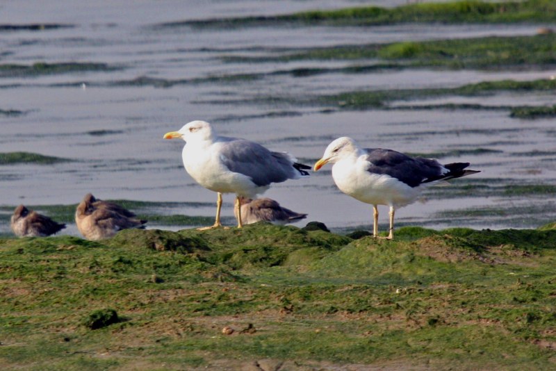 Yellow-legged Gull