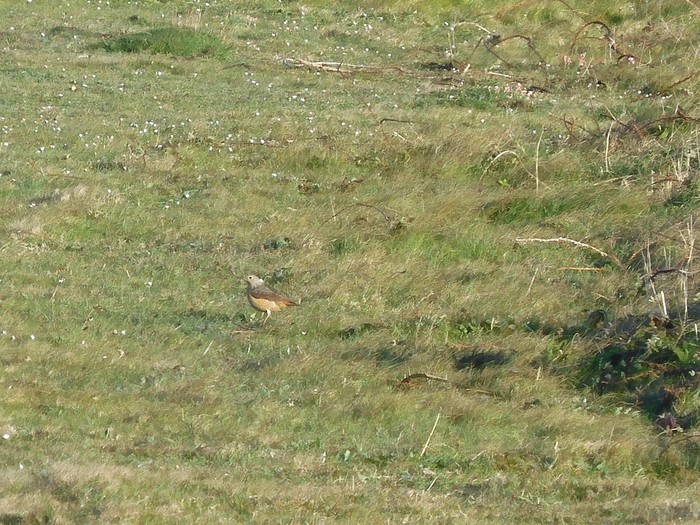 Rock Thrush