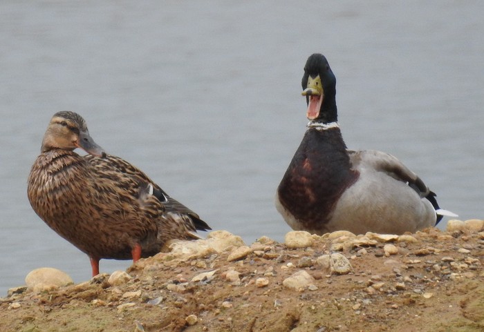 Mallard