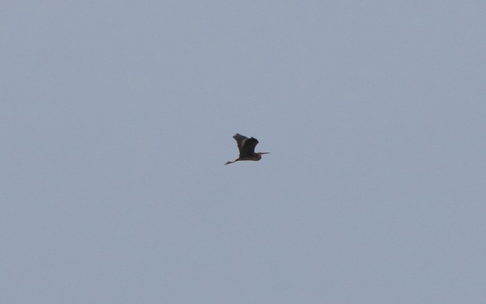 Purple Heron