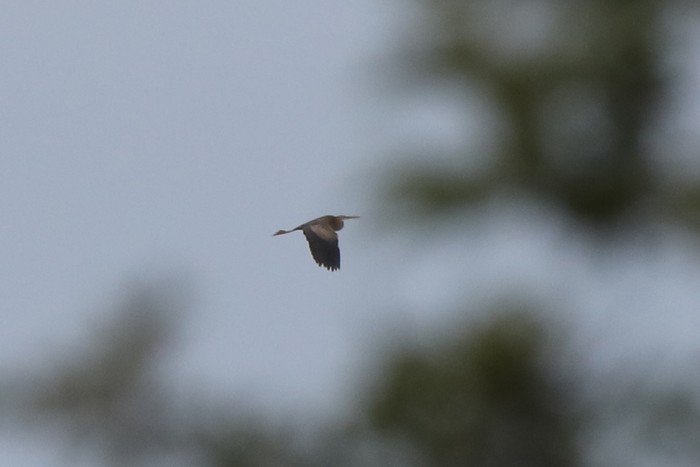 Purple Heron