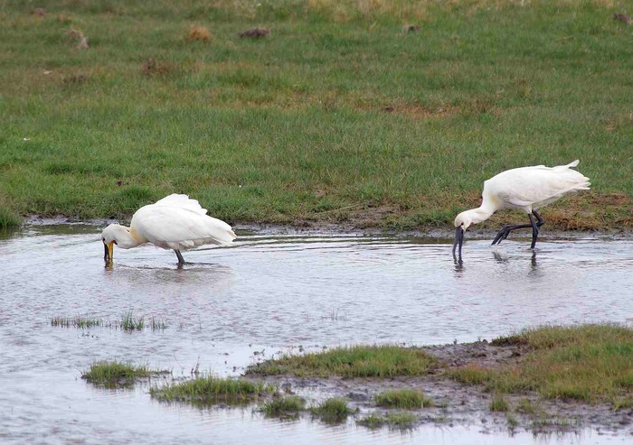 Spoonbill