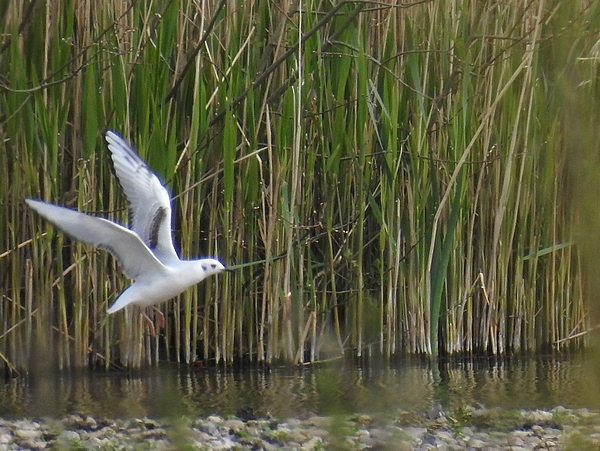 Bonaparte's Gull