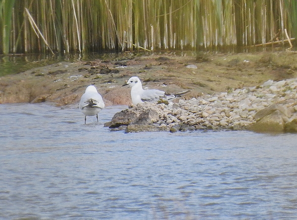Bonaparte's Gull