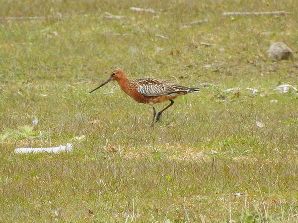 Bar-tailed Godwit