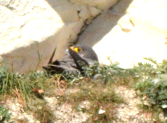 Peregrine