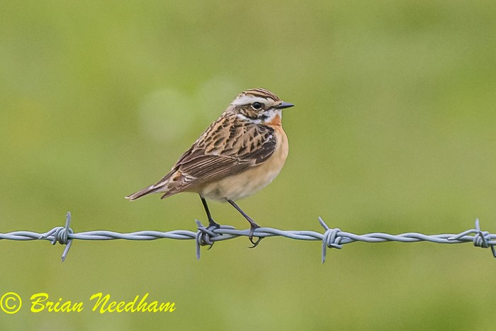 Whinchat