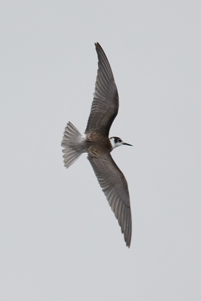 Black Tern