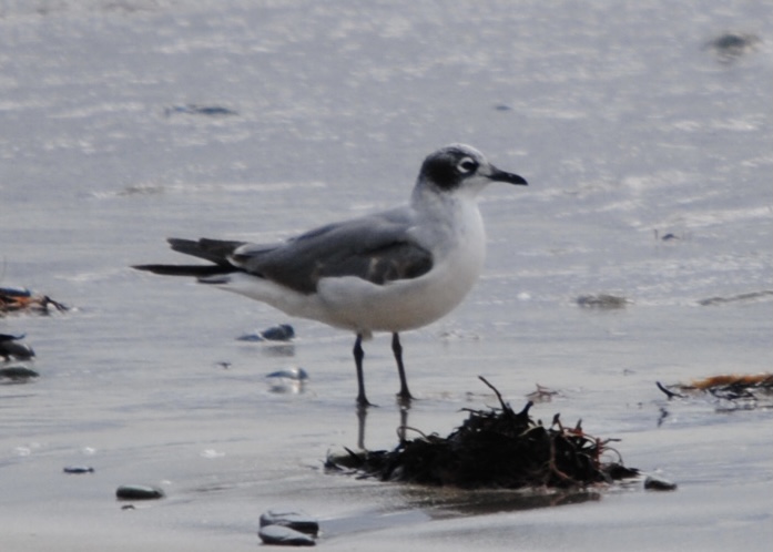 Franklin's Gull