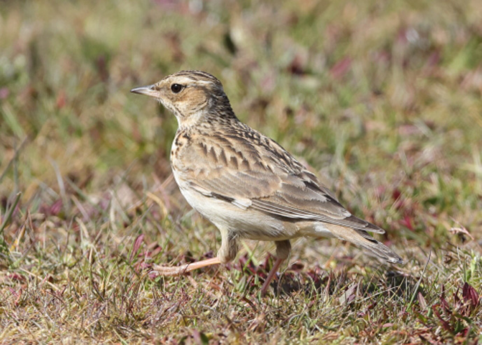 Woodlark