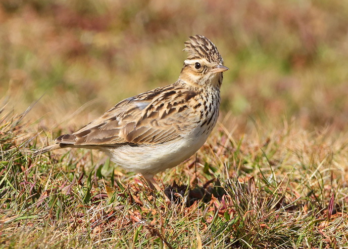 Woodlark