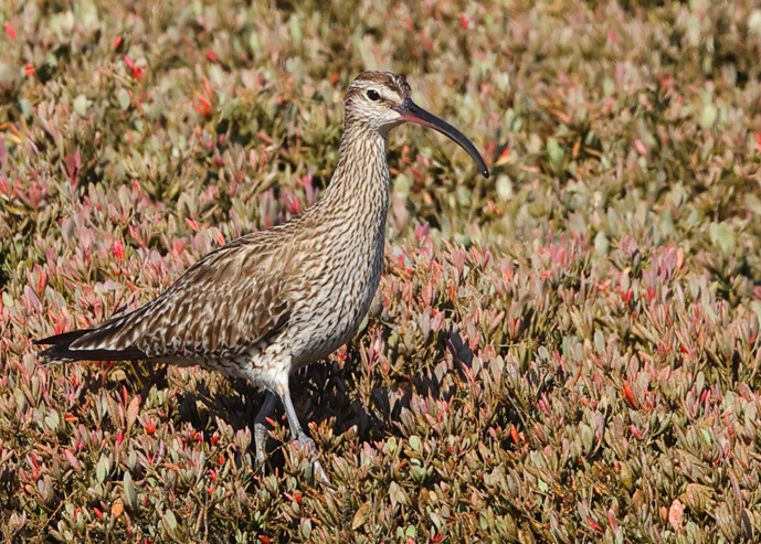 Whimbrel