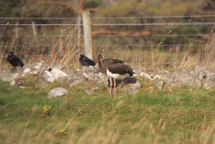 Black Stork