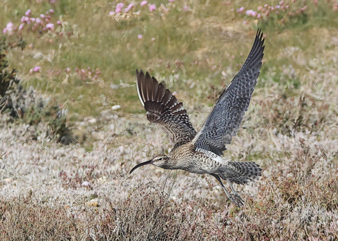 Whimbrel