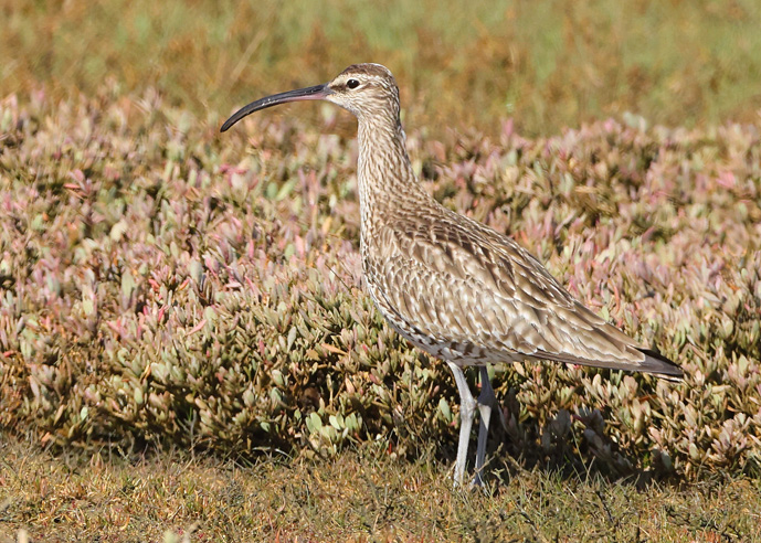 Whimbrel
