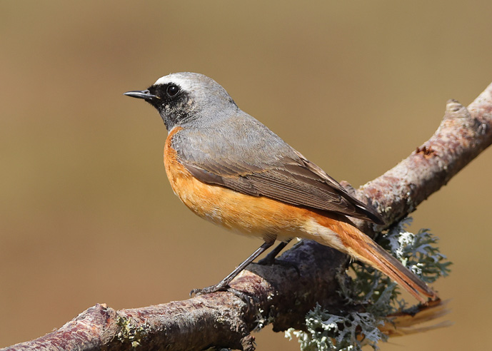 Redstart