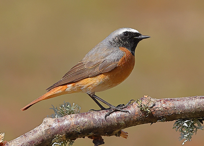 Redstart