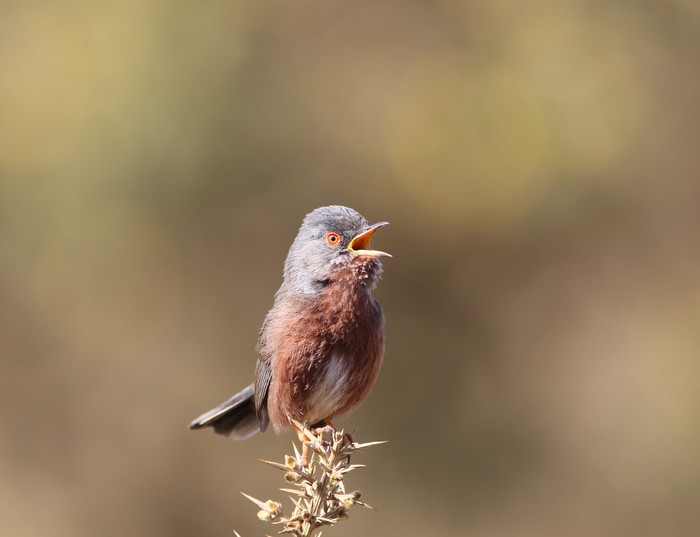 Dartford Warbler