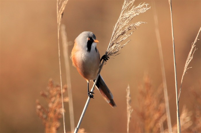 Bearded Tit