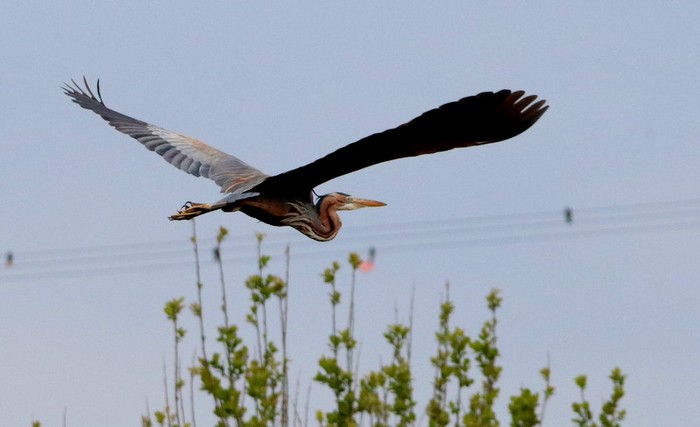 Purple Heron