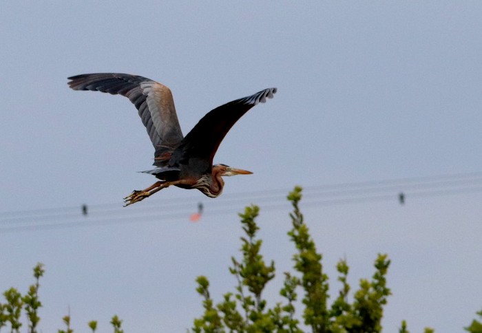 Purple Heron