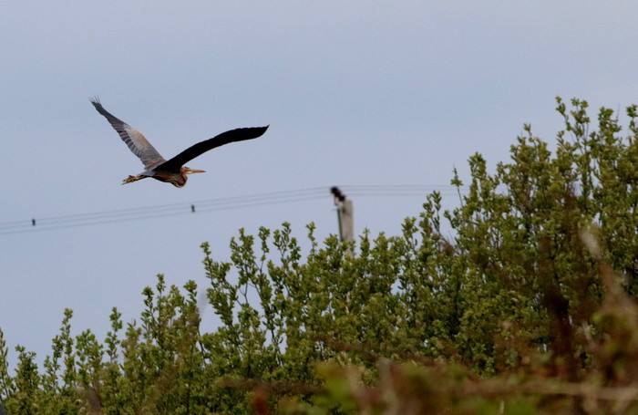 Purple Heron