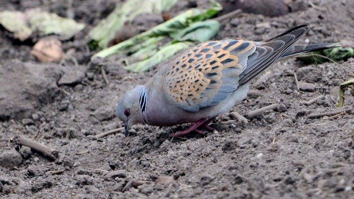 Turtle Dove