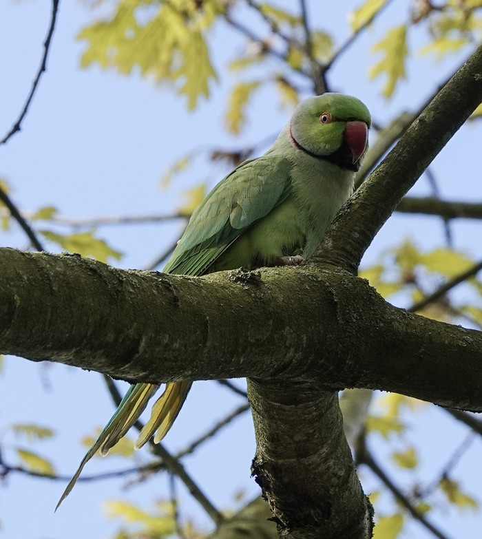 Ring-necked Parakeet