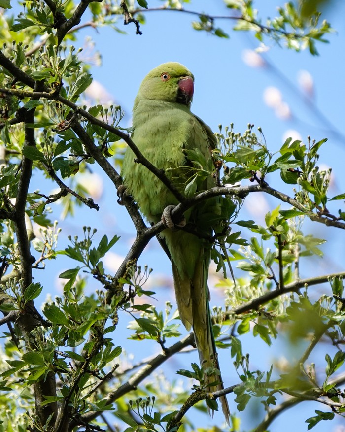Ring-necked Parakeet