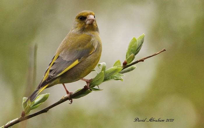Greenfinch