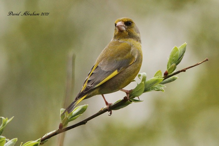 Greenfinch