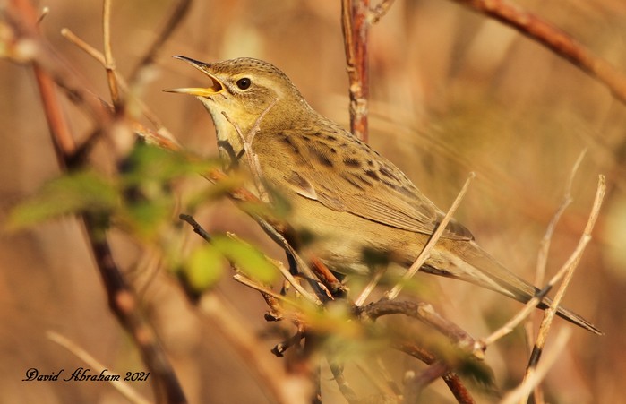 Grasshopper Warbler