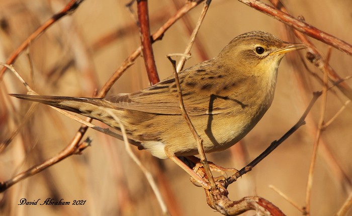 Grasshopper Warbler
